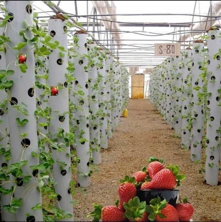 Выращивание клубники круглый год: как вырастить ягоды в домашних условиях в мешках