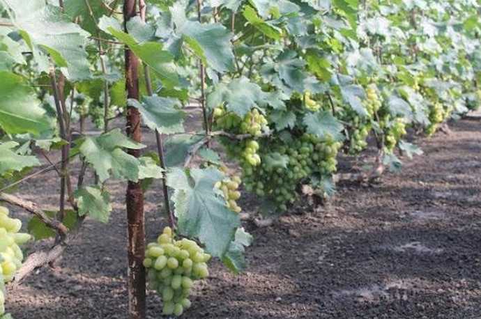 Сорт винограда гарольд: описание, фото