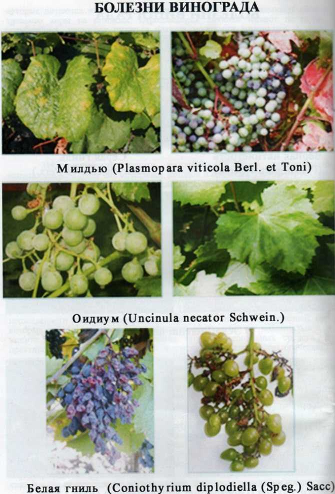 Виноград забава: описание сорта с характеристикой и отзывами, особенности посадки и выращивания, фото