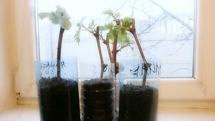 Когда и как правильно посадить виноград осенью черенками в открытый грунт без корней в домашних условиях