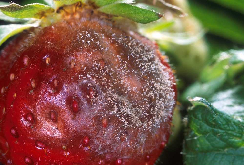 5 способов бороться с земляничным клещом на клубнике во время цветения и плодоношения