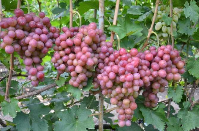 Виноград дружба: описание и характеристики сорта, выращивание и уход с фото