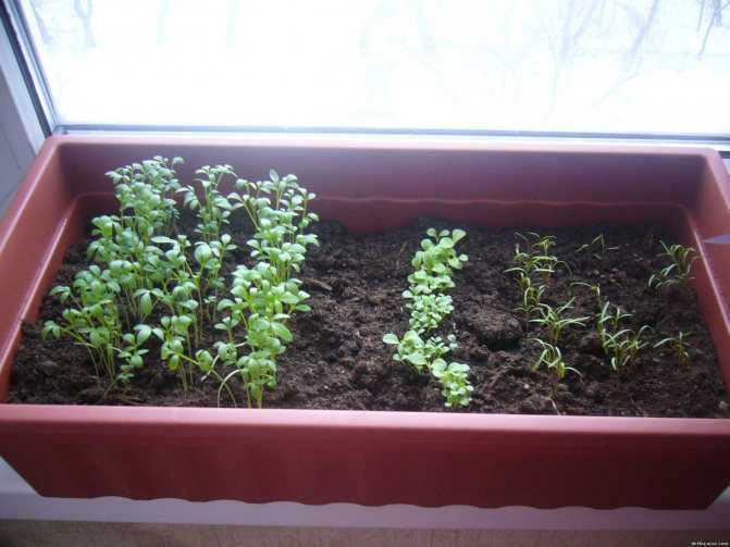 Как вырастить укроп в домашних условиях как посадить укроп на подоконнике зимой из семян