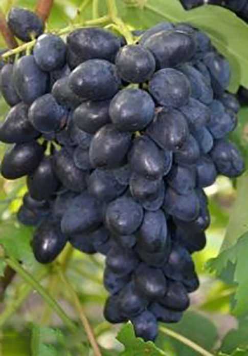 Виноград «дубовский розовый»: описание сорта, фото и отзывы