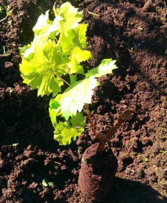 Виноград Юлиан: описание сорта, фото, отзывы виноградарей. Советы по размножению, выращиванию и уходу.