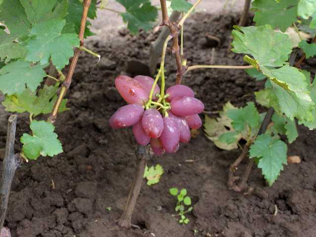 Характеристика винограда таежный