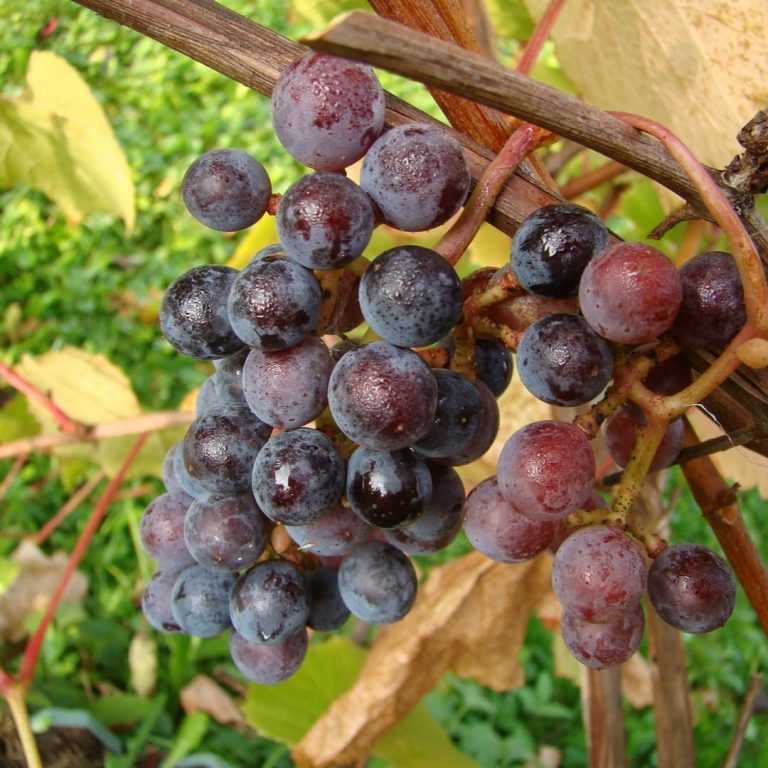 Сорт винограда амурский, описание с характеристикой и отзывами, особенности посадки и выращивания, фото
