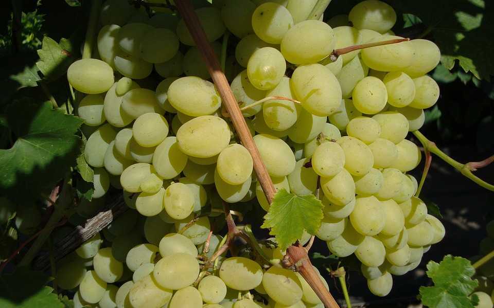 Виноград Дружба: описание сорта, фото, отзывы виноградарей.