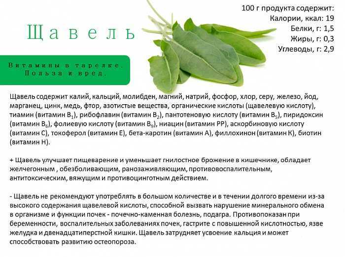 Растение щавель: польза и вред для здоровья, лечебные рецепты