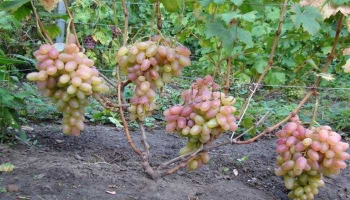 Описание сорта винограда юлиан: фото и отзывы | vinograd-loza