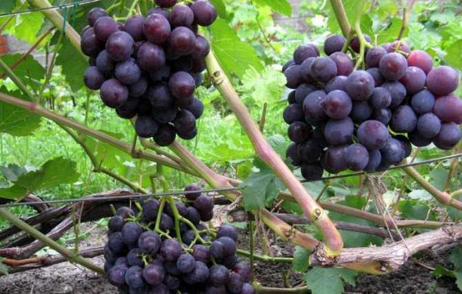 Виноград зилга: характеристика и описание, посадка и уход