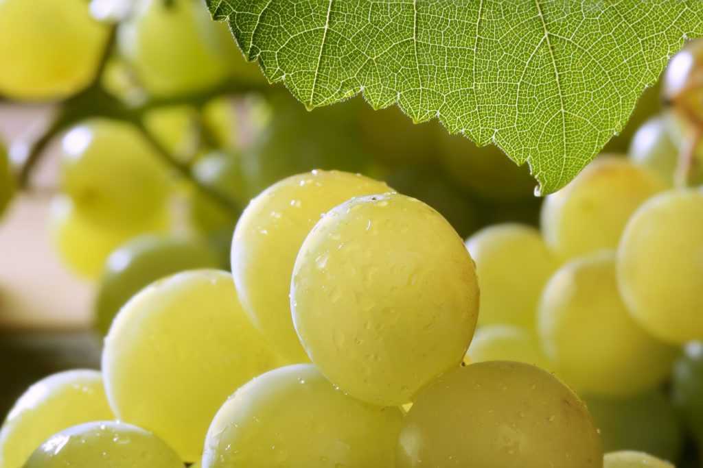 Виноград сорта благовест — сладкая солнечная ягода