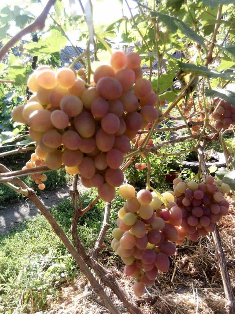 Виноград красотка: описание сорта, фото, правила выращивания