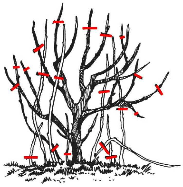 Обрезка ели: как обрезать ель обыкновенную? схема стрижки и формирование кроны. как подстричь ель в саду, чтобы она росла вверх?