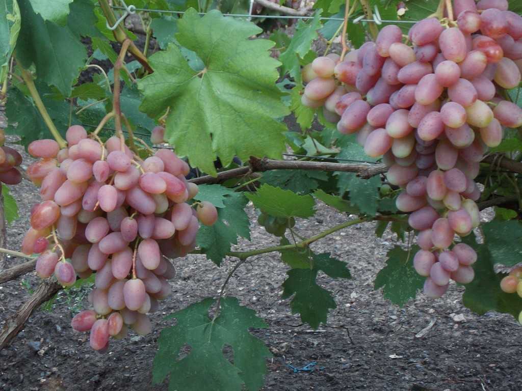 Виноград юлиан: описание сорта с характеристикой и отзывами, особенности посадки и выращивания, фото