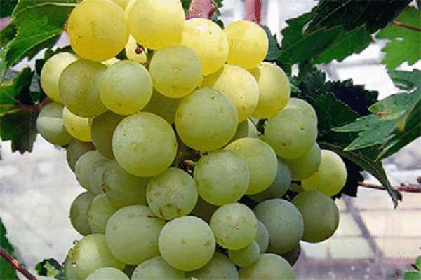Зимостойкий и выносливый сорт винограда «тукай»