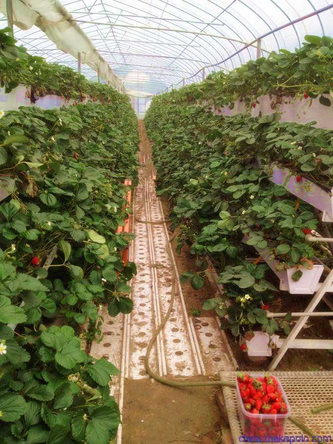 Выращивание клубники по голландской технологии русский фермер