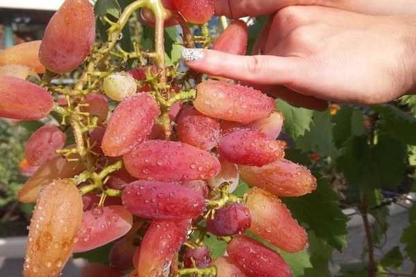 Новейший гибридный крупноплодный суперранний сорт винограда Сенсация: описание, фото, видео, отзывы садоводов. Особенности выращивания: посадка, размножение, обрезка.