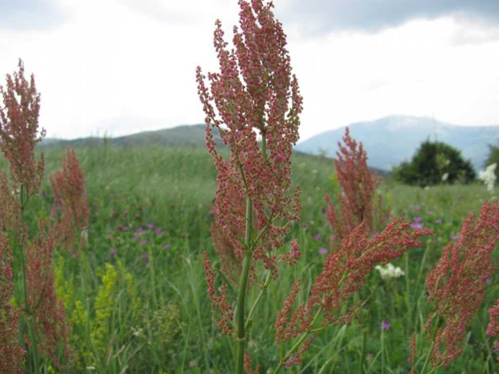Конский щавель: лечебные свойства и противопоказания травы