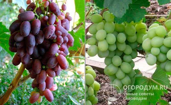 Подробное описание и фото винограда "надежда аксайская"