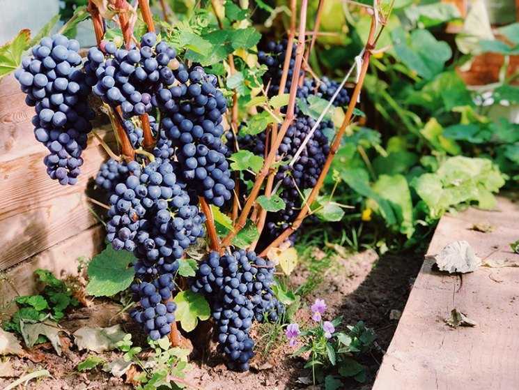 Морозоустойчивые сорта винограда для центральной россии без укрытия