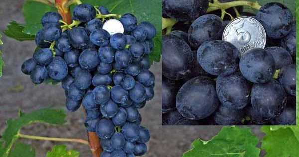 Описание сорта винограда виктор