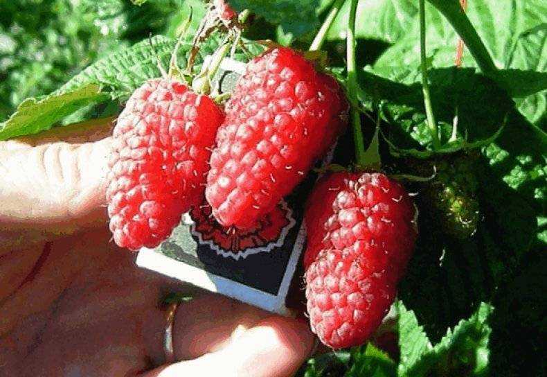 Сорт малина феномен — феноменально вкусные ягоды в вашем саду