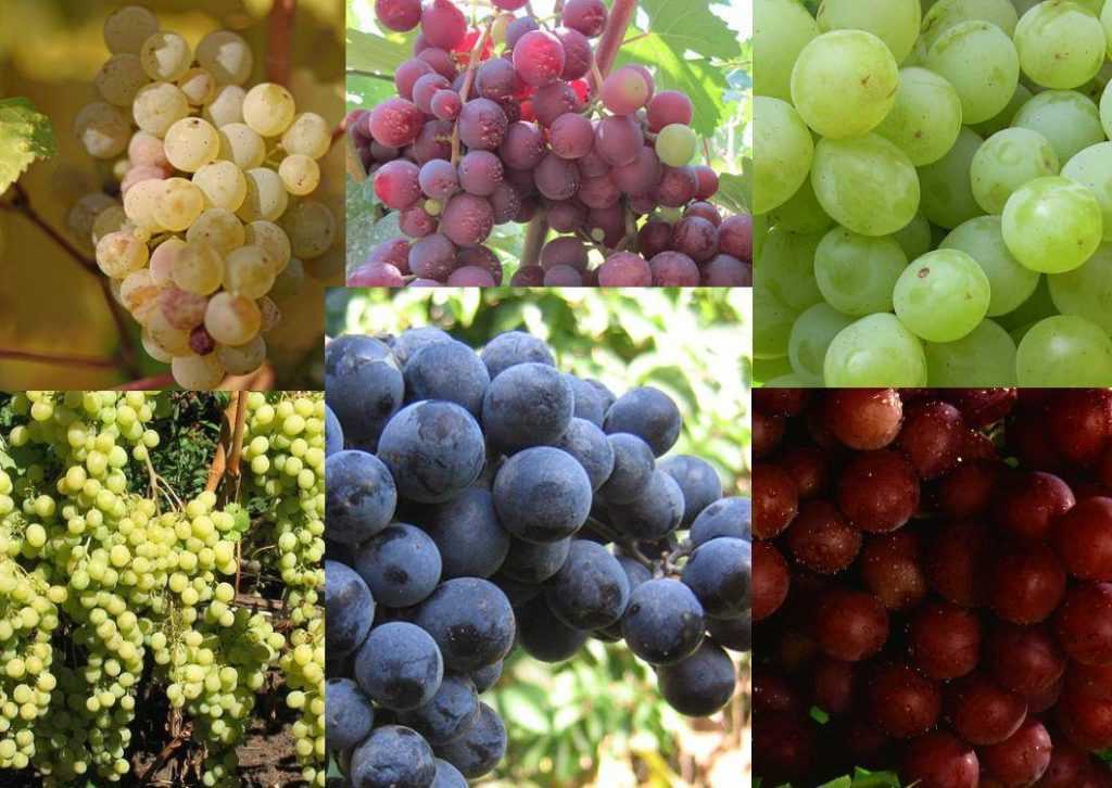 Сорта винограда для подмосковья для выращивания без теплицы