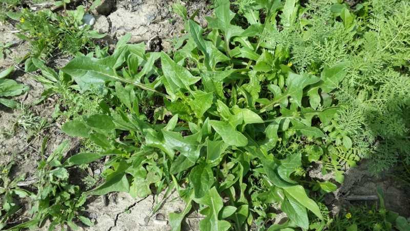 Все о том, как вырастить шпинат из семян. уход за рассадой и перемещение на грядки