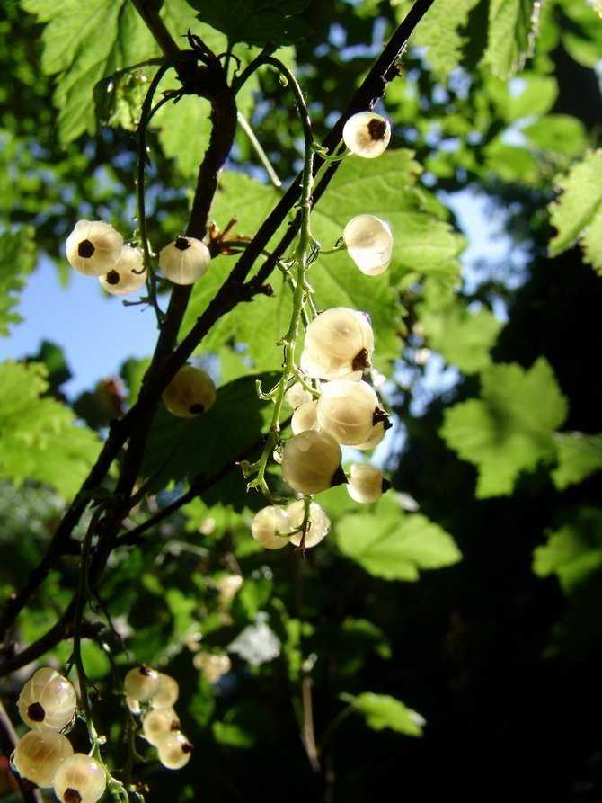 Белая смородина: описание и полезные свойства ягод | food and health