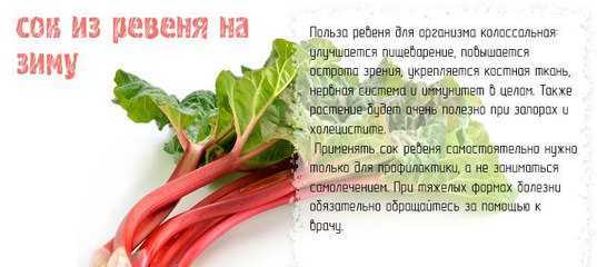 Ревень: полезные и опасные свойства овоща | food and health