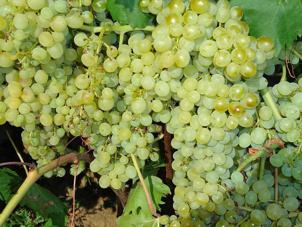 Виноград "кишмиш 342": описание и характеристика сорта, особенности ухода и отзывы с фото гроздей