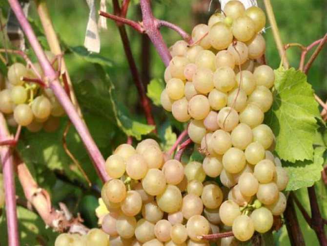 Сорт винограда краса севера описание фото - агро журнал dachnye-fei.ru
