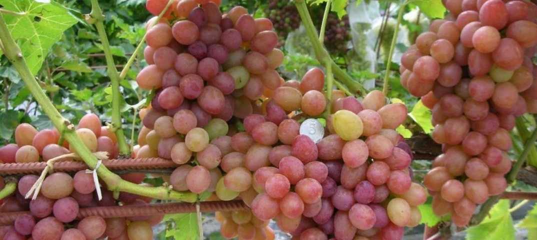 Характеристики и описание винограда сорта дарья, посадка и уход