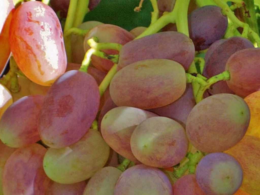 Лучшие сорта винограда для выращивания в средней полосе россии с описанием, характеристикой и отзывами