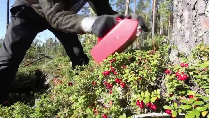 Когда созревает крыжовник: как собирать спелые ягоды