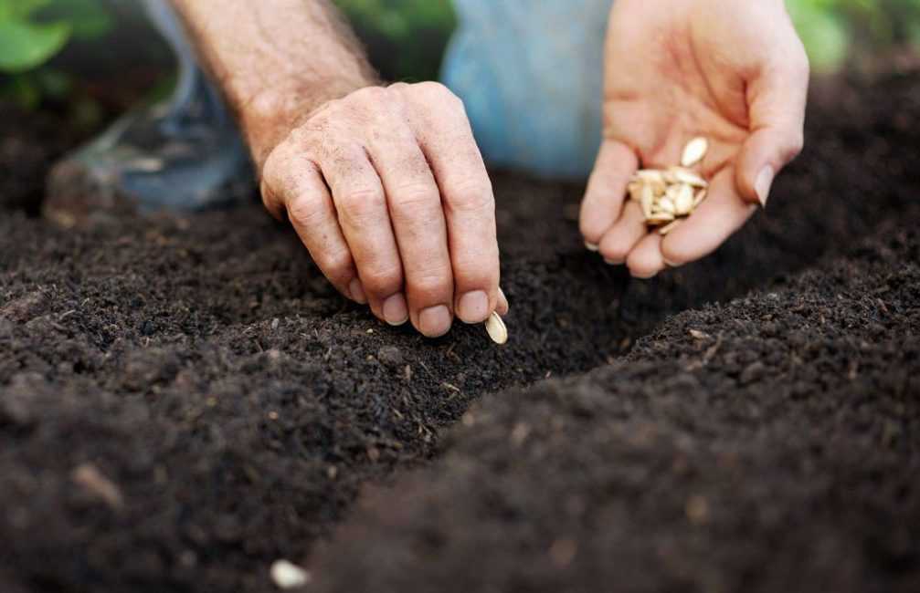 Секреты выращивания душицы из семян. выбор места, времени и посадочного материала, советы по уходу и фото