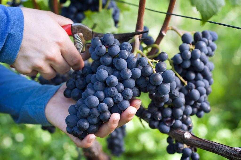Виноград гарольд: описание сорта, правила выращивания и ухода