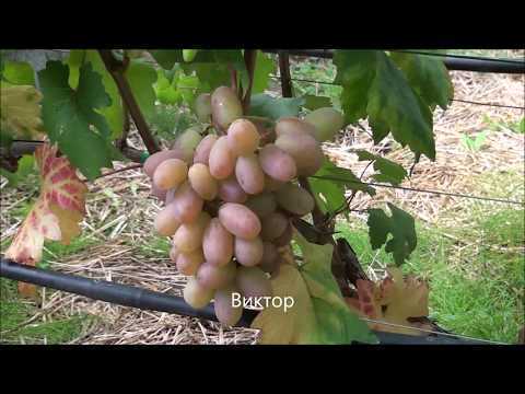 Определение сортов и видов винограда