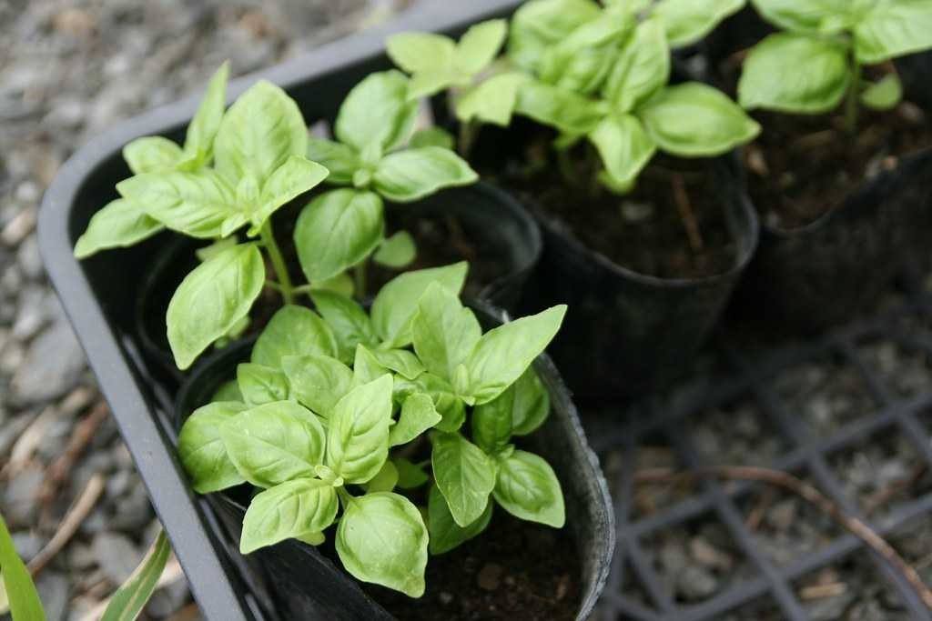 Базилик на подоконнике: секреты выращивания полезного растения