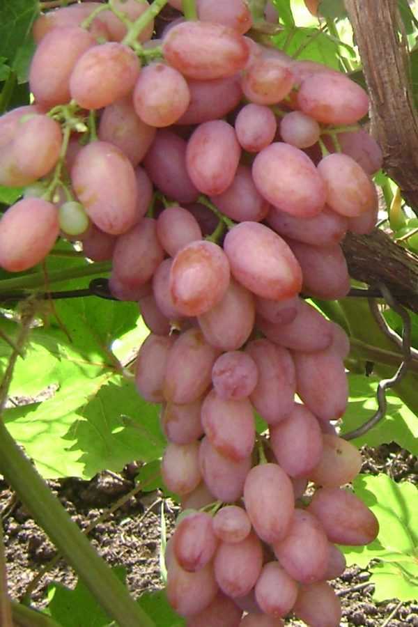 Описание винограда кишмиш лучистый