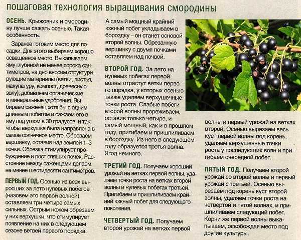 Черная смородина белорусская сладкая: описание сорта, посадка и уход с фото