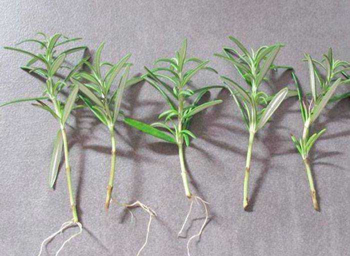 Эстрагон (тархун): выращивание и уход в открытом грунте, как посадить и вырастить из семян