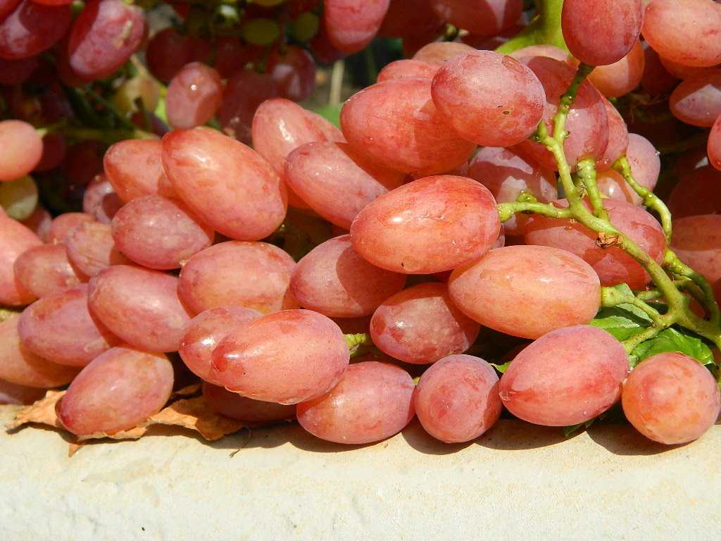 Особенные черты винограда сорта "кишмиш лучистый"