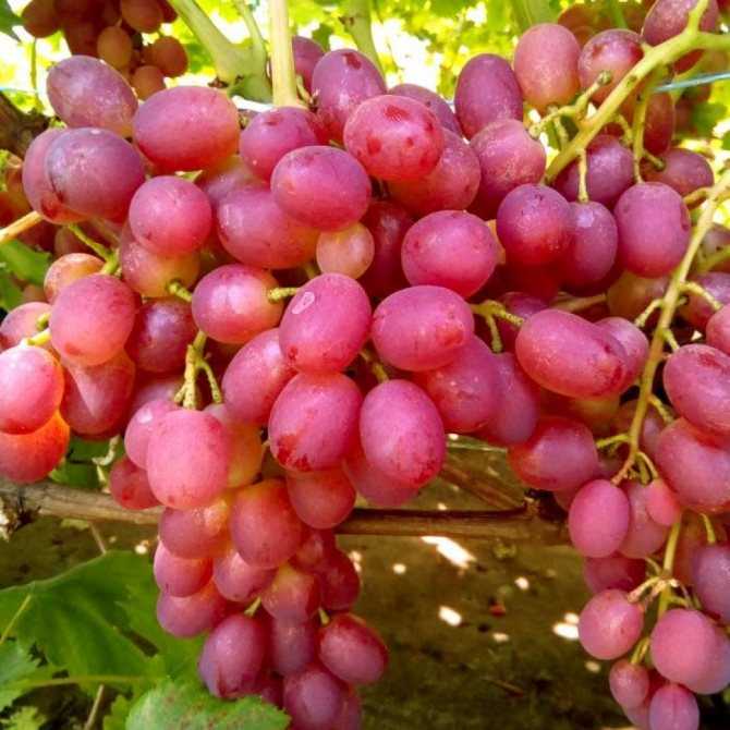 Виноград ливия: описание сорта и характеристика