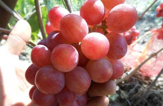 Описание сорта винограда продюсер: фото и отзывы | vinograd-loza