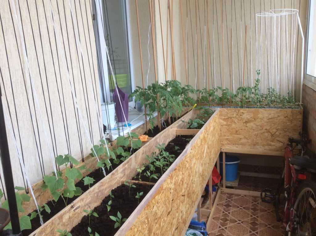 Выращивание клубники на балконе. Составляющие балконной грядки, какие условия необходимо создать для развития растений.