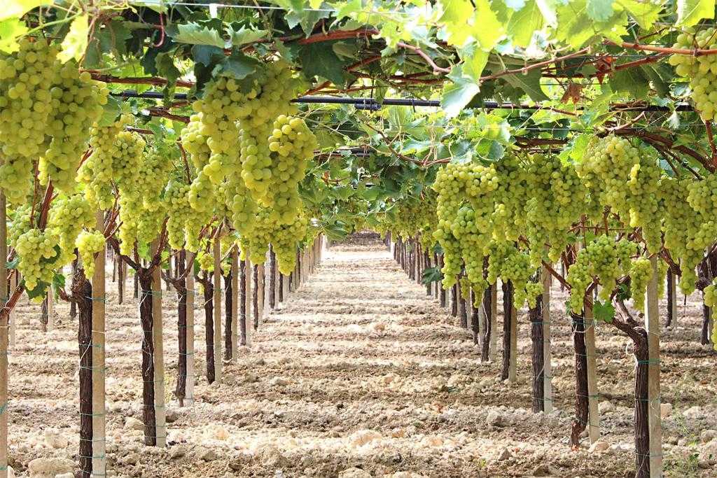 Виноград гарольд: описание сорта, особенности выращивания, отзывы