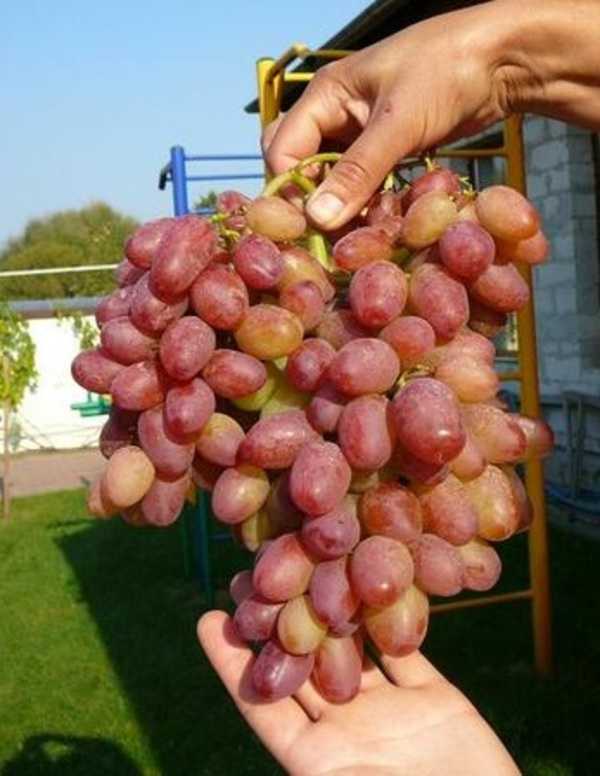 Гелиос- что за виноград? виноград гелиос: описание, посадка, выращивание, отзывы