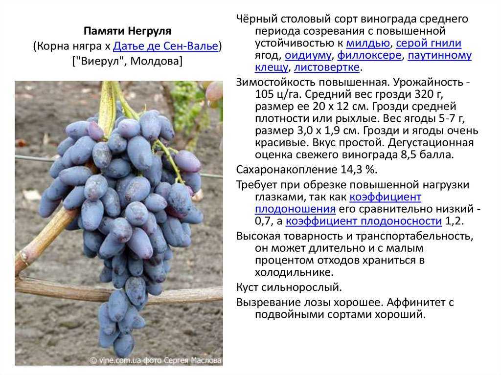 Сорт винограда долгожданный: описание, фото